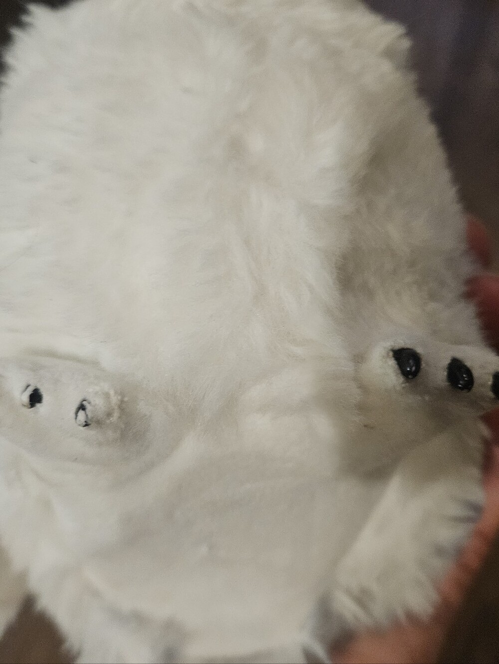 Universal Studios Harry Potter Hedwig Snowy Owl Shoulder Plush Sound & Movement. - Picture 7 of 9